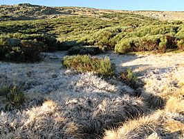 Archivo:Vegetación - Sierra de Gredos