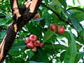 Wax apple1