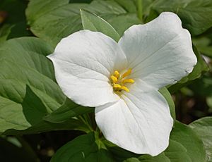 Archivo:White Trillium Trillium grandiflorum Flower 2613px