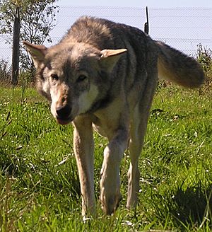Archivo:Wolf greet