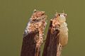Workertermite1