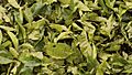Yerba mate liscie