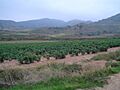 20040917 Ventosa 0119