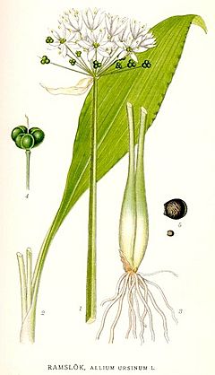 Archivo:387 Allium ursinum