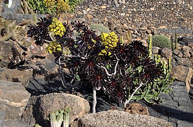 Aeonium arboreum 'Atropurpureum' 001