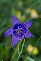 Aquilegia vulgaris Gemeindealpe 01