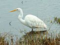 Ardea alba 003