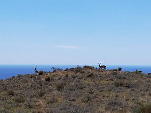 Archivo:Cabras Parra Norte