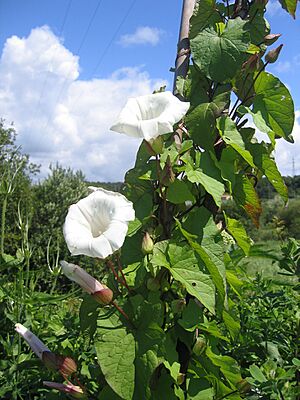 Archivo:Calystegia sepium 20080607 161832 Bizkaia 43p3460N 2p9968W