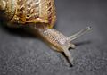 Caracol Helix aspersa