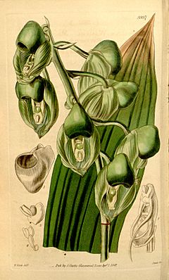 Archivo:Catasetum integerrimum (as syn. ''Catasetum wailesii'') - Curtis' 68 pl. 3937 (1842)-original