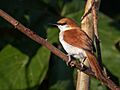 Certhiaxis mustelinus - Red-and-white spinetail, Iranduba, Amazonas, Brazil