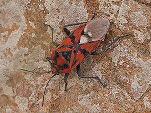 Archivo:Chinche de campo común (Spilostethus pandurus), Calatayud, España 2012-05-16, DD 01