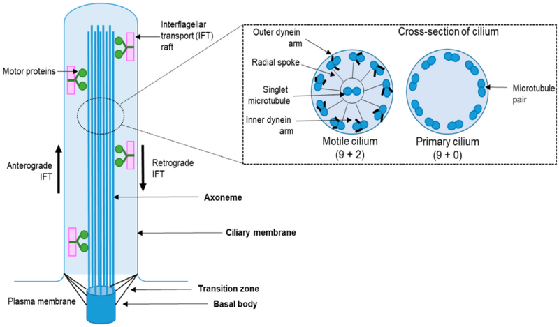 Cilia Estructura