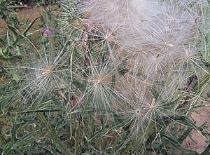 Archivo:Cirsium vulgare, pappus, speerdistel