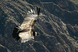 Archivo:Condor flying over the Colca canyon in Peru