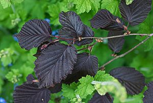 Archivo:Corylus maxima 'Purpurea'