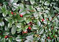 Cotoneaster-dammeri-berries