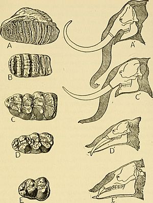 Archivo:Creation by evolution; a consensus of present-day knowledge as set forth by leading authorities in non-technical language that all may understand (1928) (20701631372)