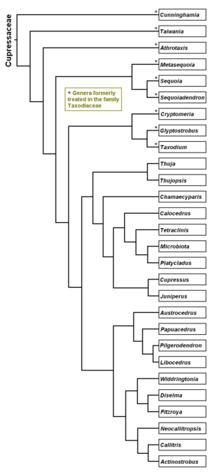 Archivo:Cupressaceae