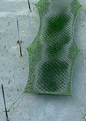 Archivo:Detalle de cultivo de nori