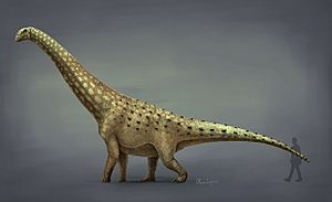 Archivo:Diamantinasaurus reconstruction. 2021