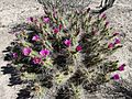Echinocereus enneacanthus