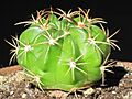 Echinopsis calorubra 1