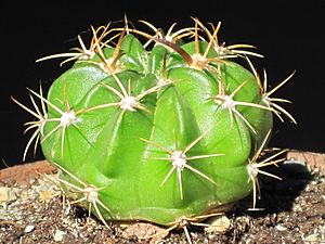 Archivo:Echinopsis calorubra 1