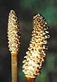 Equisetum arvense strobili