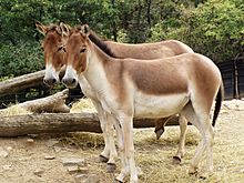 Archivo:Equus kiang holdereri04