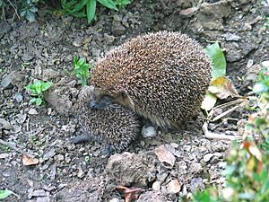 Archivo:Erinaceus europaeus 20070827