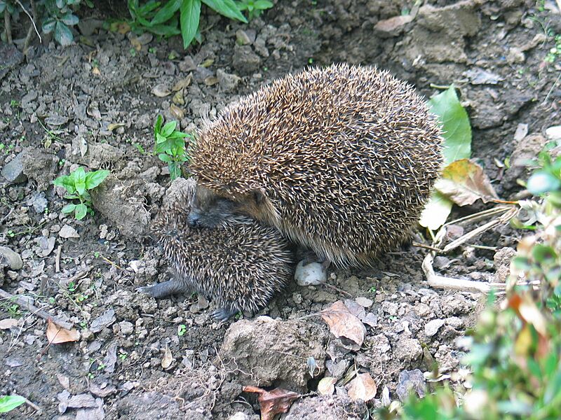Erinaceus europaeus 20070827