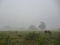 Espesa niebla en un campo de Cuba