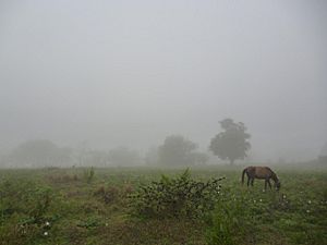 Archivo:Espesa niebla en un campo de Cuba