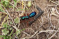 Archivo:Female blue ant02
