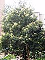 FloweringLigustrumLucidumTree