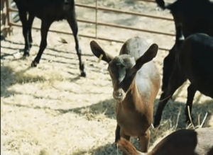 Archivo:Ganado caprino Rodeo Castilblanco 2008