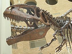 Archivo:Giganotosaurus Fernbank