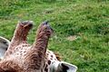 Giraffe ossicones at binder parz zoo