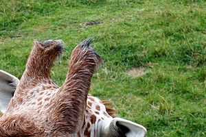Archivo:Giraffe ossicones at binder parz zoo