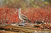 Hudsonian Whimbrel, Galápagos (4229113212).jpg