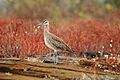 Hudsonian Whimbrel, Galápagos (4229113212)