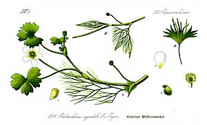 Archivo:Illustration Ranunculus aquatilis1