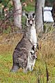 Kangaroo and joey03