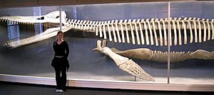 Archivo:Kronosaurus skeleton