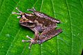 Litoria arfakiana