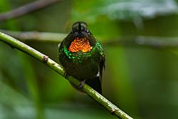 Little Sunangel - Ecuador S4E1895.jpg