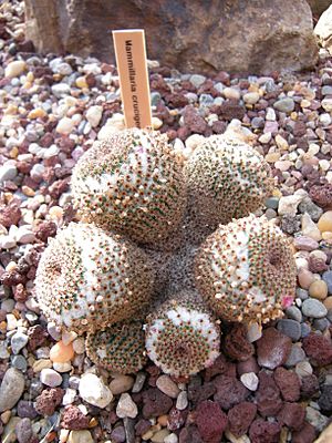 Archivo:Mammillaria crucigera 01