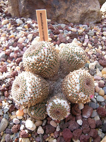 Mammillaria crucigera 01